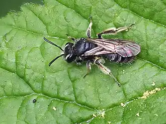 Gebandeerde dwergzandbij