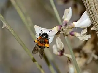 Andrena vachali