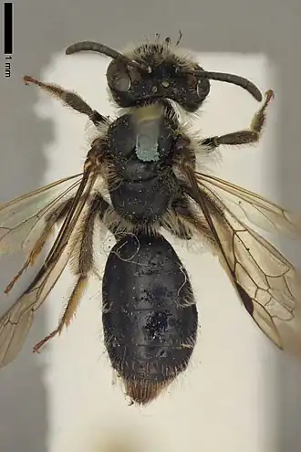 Andrena wollastoni