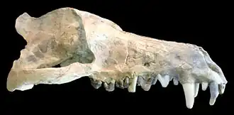 Andrewsarchus
