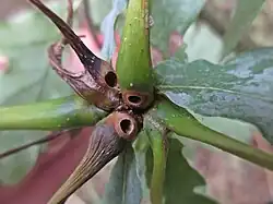 Ramshoorngal van de galwesp Andricus aries op Quercus