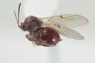 Siebolds knopgalwesp