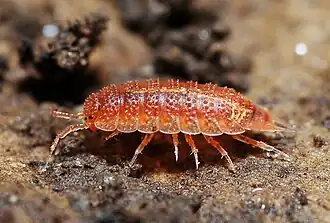 Juweeltje (pissebed)