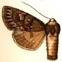 Andropolia extincta