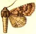 Andropolia ochracea