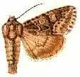 Andropolia pallifera