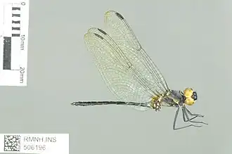 Anectothemis apicalis