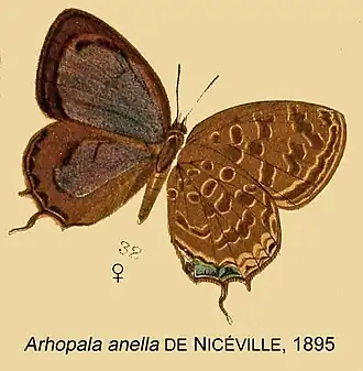 Arhopala anella