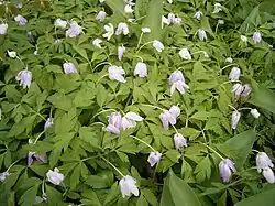 Bosanemonen in het Florence Nightingalepark in den Haag