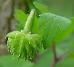 Uitgebloeide bloem met vruchten