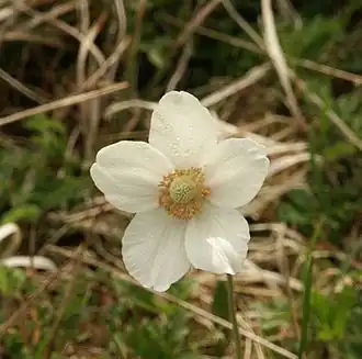 Anemone sylvestris