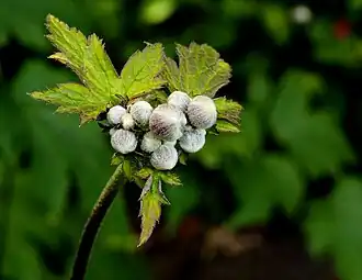 Anemone tomentosa 'Albadura'