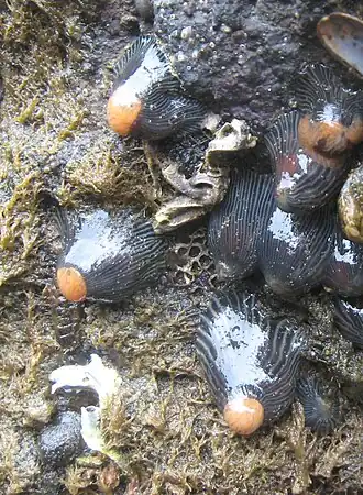 Diadumene neozelanica