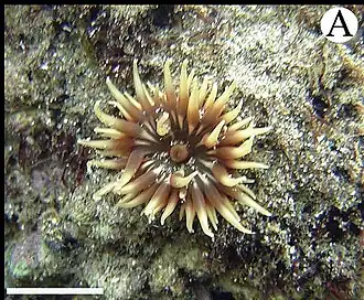 Anemonia sargassensis