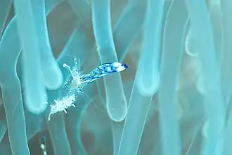 Ancylomenes holthuisi