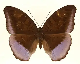 Tanaecia cocytus