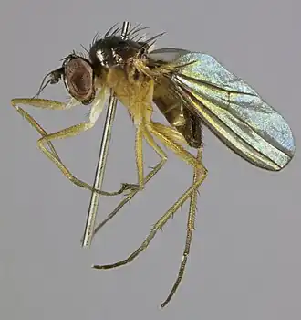 Anepsiomyia flaviventris