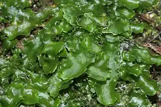 Echt vetmos (Aneura pinguis)