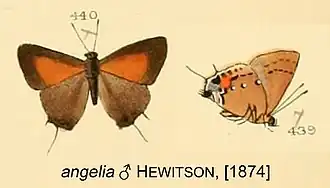 Electrostrymon angelia