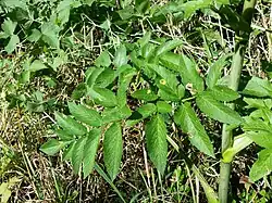 Spermogonia op gewone engelwortel