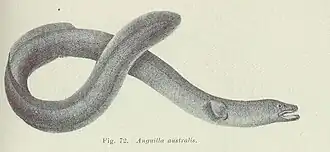 Anguilla australis australis