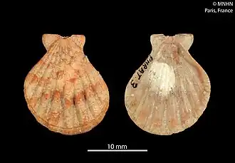 Anguipecten simoneae