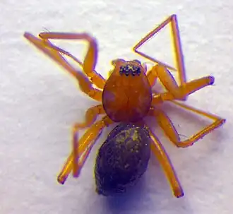 Geknikt bodemwevertje