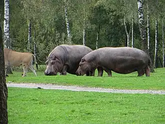 Nijlpaarden in het safaripark