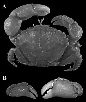 Aniptumnus quadridentatus