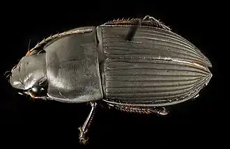 Anisodactylus haplomus