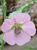 Anisodontea capensis