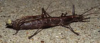 Anisomorpha ferruginea