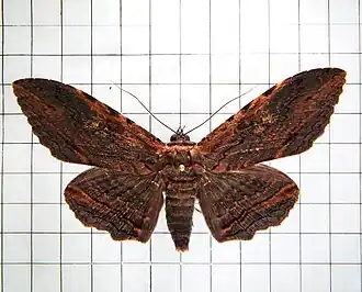 Anisoneura salebrosa