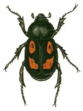 Anisoplia agricola