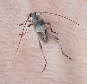 Anisopodus curvilineatus