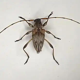 Anisopodus lignicola