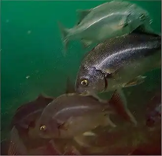 Anisotremus interruptus