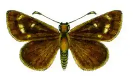 Anisynta cynone