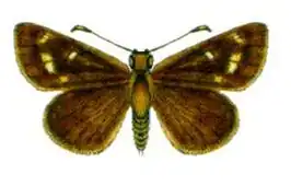 Anisynta
