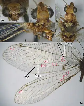 Ankylopteryx (Ankylopteryx) delicatula