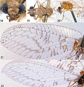Ankylopteryx (Ankylopteryx) doleschalii