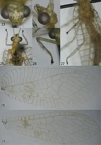 Ankylopteryx ferruginea