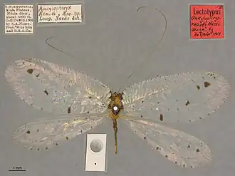 Parankylopteryx polysticta