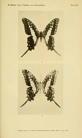 Graphium gudenusi