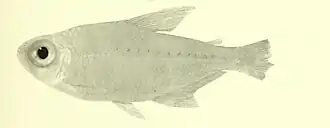 Astyanax guaporensis