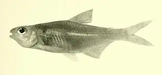 Astyanax paranahybae