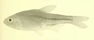 Coptobrycon bilineatus