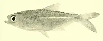 Hemigrammus marginatus
