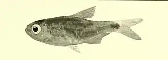 Hyphessobrycon parvellus