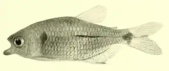 Hyphessobrycon reticulatus